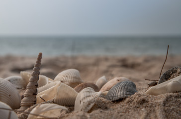 Fototapeta na wymiar Close-up of Seashell in sand on the beach.