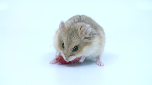Close up of a cute baby dwarf hamster eating a treat on a white background