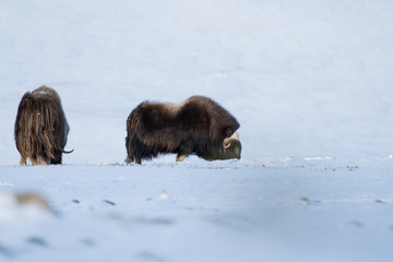 Musk ox feeding in winter time