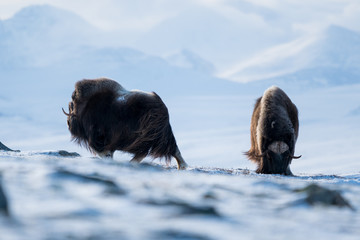 Musk ox in their environment