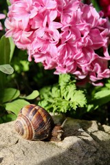 L'escargot et la jacinthe