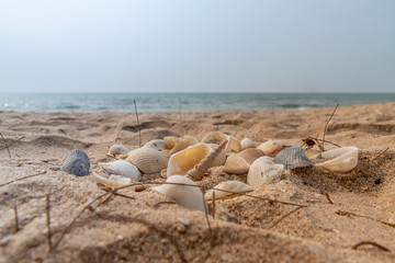 Fototapeta na wymiar Seashell in sand on the beach.