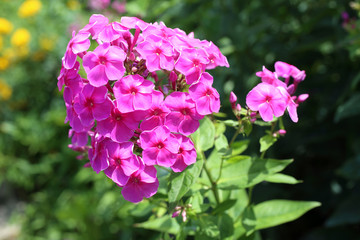 Fototapeta premium Pink phlox blossom in garden