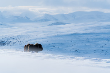 Musk ox in their environment