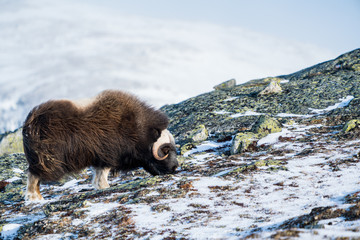 Musk ox feeding in winter time