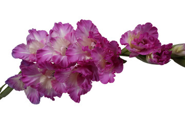 Bicolor violet-white gladiolus isolated on white