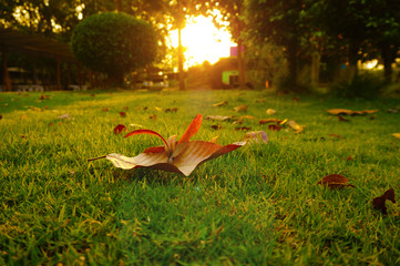 Dipterocarpus intricatus Dyer flowers fall on the floor to know summer time in Thailand