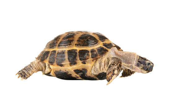 one typical tortoise