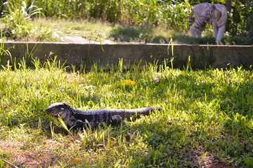 The Tiger and the Iguana