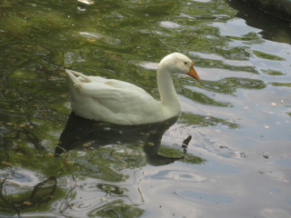 Obraz premium Beautiful ducks swimming in pond.