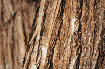 brown of tree wood bark background