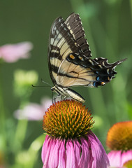 A tiger swallowtail butterfly on top of an echinacea flower in a meadow