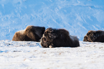 Musk ox in a warm light at sunset