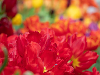 Bright and colorful spring flowers