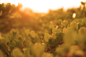 tree leaves and branches with sun light and ray shining over it, use and concept for natural...