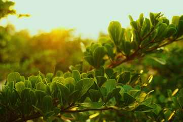 tree leaves and branches with sun light and ray shining over it, use and concept for natural...