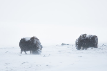 Two musk ox feeding with grass beneath the snow