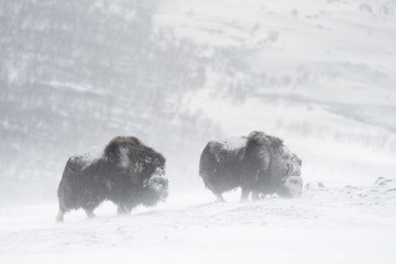 Two musk ox facing a strong blizzard