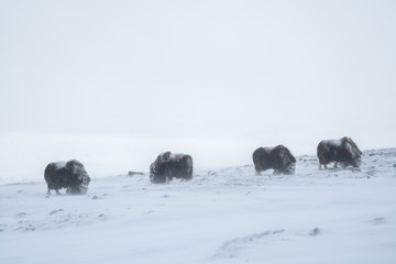 Herd of musk ox searching for grass