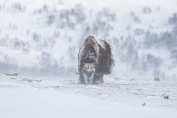 Solitary musk ox feeding with grass