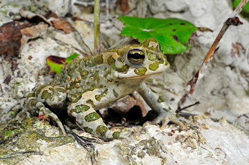 European green toad / Wechselkröte (Bufotes viridis) Germany / Deutschland