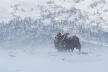 Musk ox fighting in the blizzard