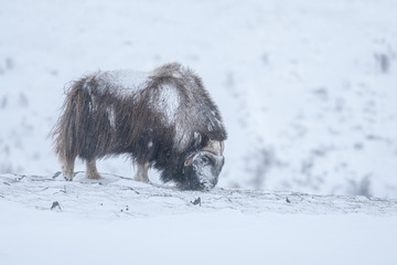 Musk ox inSolitary musk ox feeding with grass a cold day