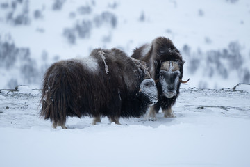 Two musk ox