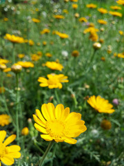 Yellow White Flowers lilys in a garden flowers in a garden sunny day lovely flower sunflower
