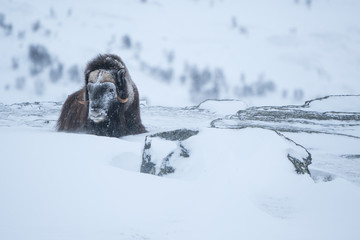 Musk ox resting on snow