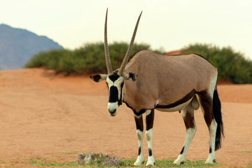 Wild african animal. Lonely Oryx walks through the Namib desert