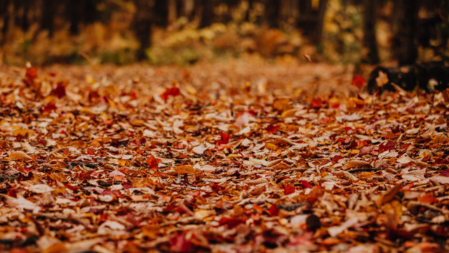 Tapis De Sol 3D Beau Ruisseau De La Forêt d'automne Tapis Imprimé