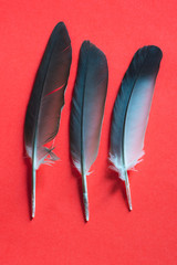 Black feathers on a red background,Feather, Red, Black Background, Cut Out, Black Color