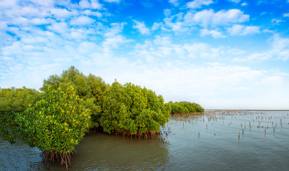 Mangrove forest topical rainforest for background design Thailand