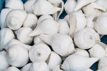 Milky White Colored Traditional Cultural Sacred Holy Sea Shell Called Shankha Of Lord Shiva For Making Musical Sound By Hindu In Puja Pooja Or Prayers