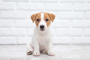 Puppy  Jack russell terrier. Small adorable doggy with funny fur stains.