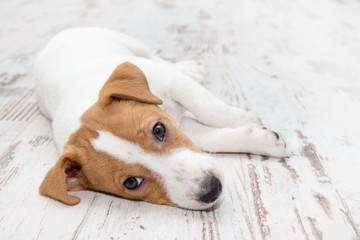 Sleeping Jack Russell Terrier puppy at home.