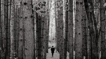 Femme marchant entre les arbres en automne