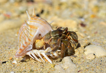 großer Landeinsiedlerkrebs