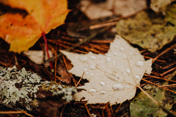 L'automne sur le sol de la forêt