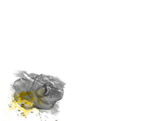 Watercolours cover a rose, in grey and yellow tones