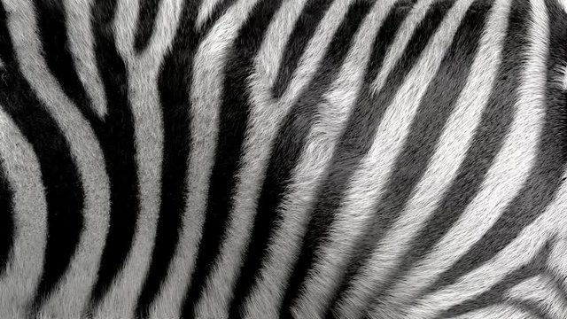 3D generated, waving, zebra fur background