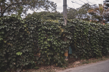 Fototapeta premium green wall