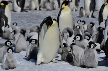 Fototapeta premium Emperor Penguins with chicks