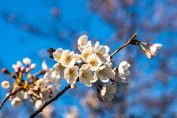 cherry blossoms in spring season