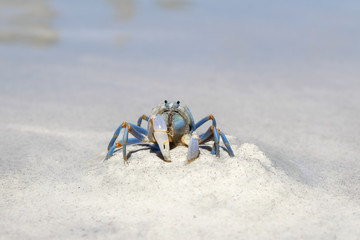 Blue Crab in the Philippines