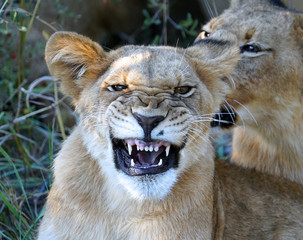 Snarling Lion Cub (Okavango Delta, Botswana)