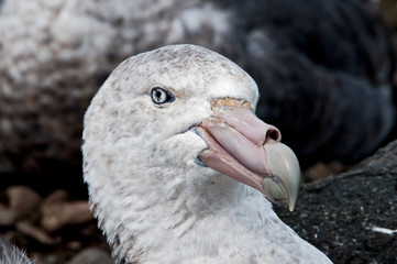 Petrel © rubbersoulroad
