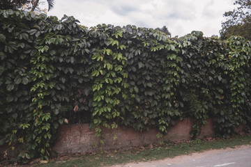 Fototapeta na wymiar green wall