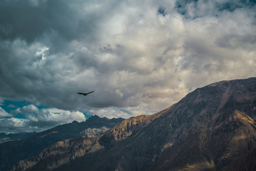 condor flying over the colca canyon